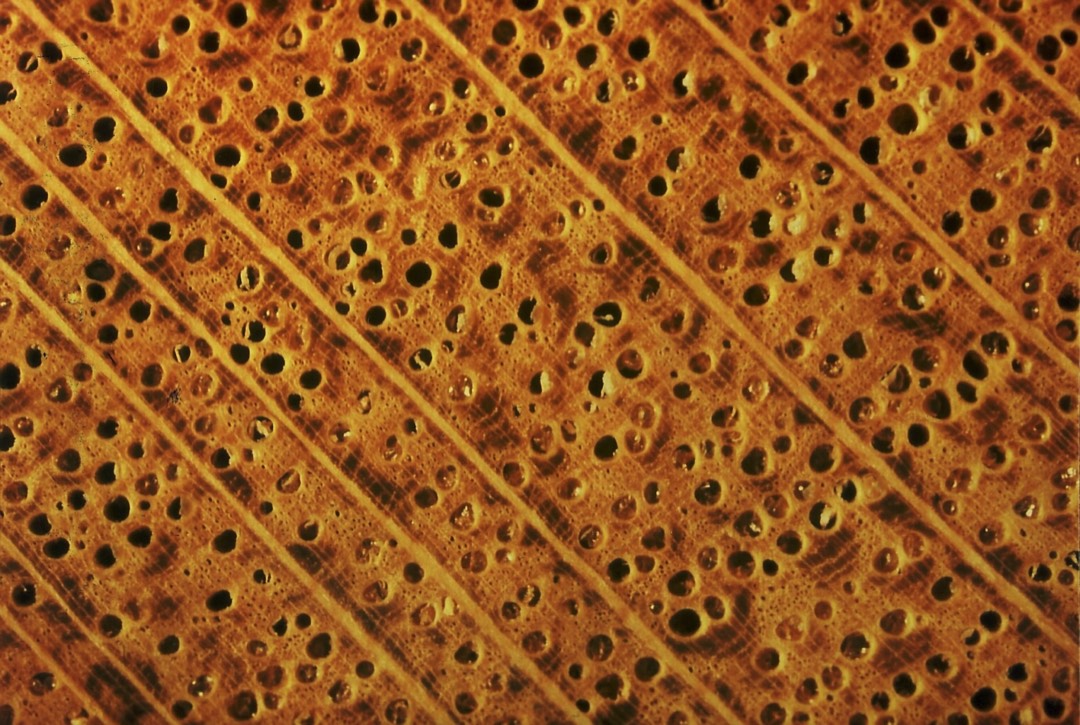 Was macht helle Hölzer so nervös? 