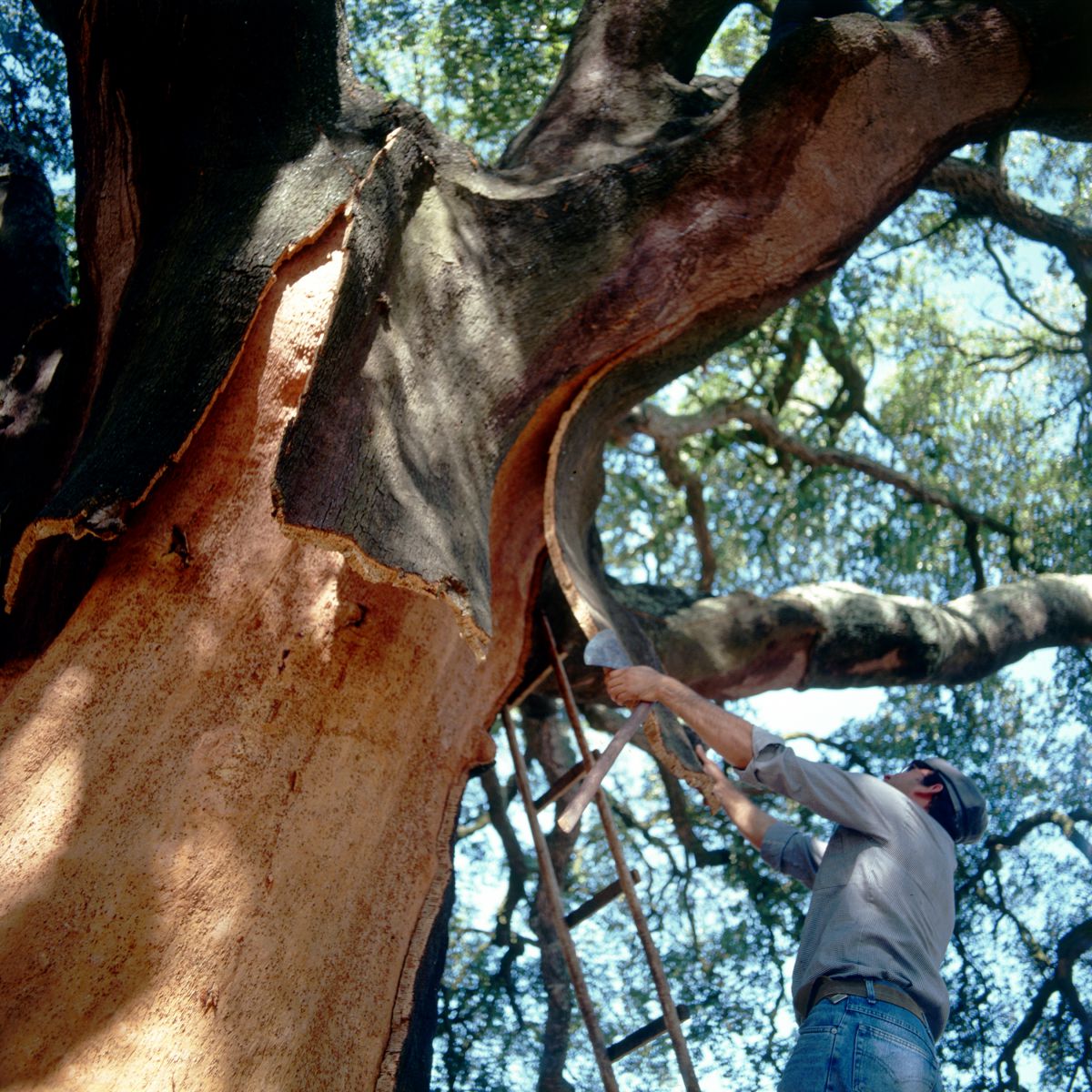 Korkmarkt bleibt angespannt, Preiserhöhungen drohen
