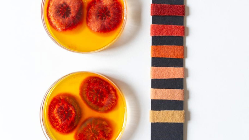 Birke-Katharina Weber,<br>Weißensee Kunsthochschule Berlin, Deutschland<hr>Myco Colors<br><br>Für Myco Colors untersucht Birke-Katharina Weber innovative Methoden zur Extraktion von Textilfarben aus Pilzen, die das Potenzial haben, als umweltfreundliche Alternative zu synthetischen Farben zu dienen. Sie erforscht dabei verschiedene Pilzarten und Extraktionsverfahren, um eine breite Palette nachhaltiger Farboptionen für die Textilindustrie zu entwickeln. Dafür werden extraktive Verfahren zur Gewinnung von Farbstoffen aus den Fruchtkörpern sowie das kontrollierbare Wachstum von Myzelien in Bioreaktoren eingesetzt. <br><br>Birke-Katharina Weber: "Unser bunter Planet hat drei große Reiche von Organismen hervorgebracht: Flora, Fauna und Funga. In der Tat ist die Welt der Pilze in ihrer Formen- und Funktionsvielfalt für das Auge nur teilweise sichtbar, aber sie ist für die Entstehung und das Zusammenspiel der natürlichen Elemente von grundlegender Bedeutung. Heutzutage bietet sie sogar zahlreiche Möglichkeiten, die schädliche und zerstörerische Dynamik unserer industriellen Produktionsmethoden zu stoppen." Heimtextil fördert kreative Nachwuchstalente